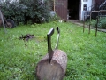bradatice_003